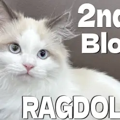 【 ラグドール 】愛されラグドールの日々育つ魅力と可愛らしさをまるごとお届け！