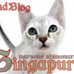 【 シンガプーラ 】仰向け抱っこを習得!超甘えん坊王子の2ndブログ