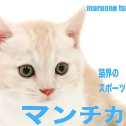 【 マンチカン 】愛嬌をたっぷり詰め込んだマンチカンちゃんの男の子！！