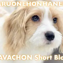 【 MIX 】どこでも触らせてくれる天才ガール!お手入れ優等生のキャバションちゃん