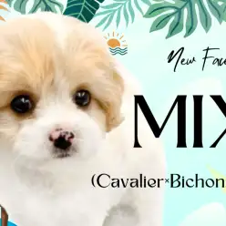 【 キャバション 】2つの犬種の遺伝子をいいとこ取り！甘え上手な元気印の男の子！