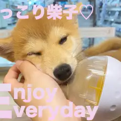 【 柴犬 】コロコロボールがお気に入り！表情豊かな柴子ちゃん！