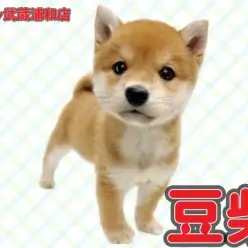 【 豆柴 】KC認定豆柴！可愛さ溢れる赤豆柴の男の子が埼玉浦和に登場！