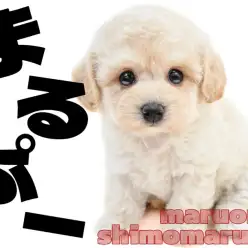 【 MIX 】そっと寄り添う穏やかなトイプードルとマルチーズが両親のマルプー！