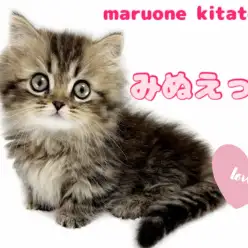 【 ミヌエット 】ベビーフェイス＆フレンドリー！激かわ短足にゃんこ登場！