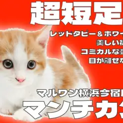 【 マンチカン 】超短足の癒し系男子！究極の甘えん坊ニャンコがやってきた！