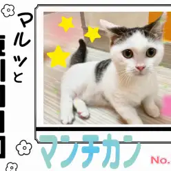 【 マルっと東川口日和No.32 】マシュマロボディの懐っこボーイ、マンチくん