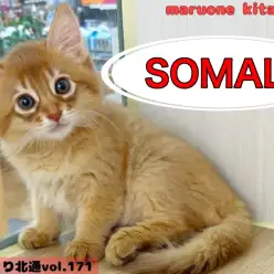 【 ほっこり北通vol.171 】凛々しさと愛嬌を兼ね備えた最強にゃんこ！