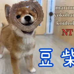 【 豆柴 】豆柴君の生後3ヶ月の成長記録とトイレトレーニングのコツをご紹介！