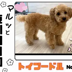 【マルっと東川口日和 No.20】完璧わんこ！遊び上手なトイプーちゃん！