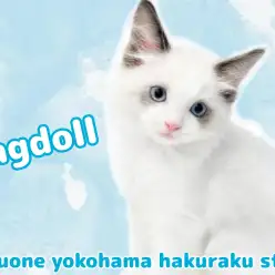 【 ラグドール 】元気ハツラツ！シールポイント男の子登場！