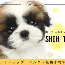 【 シーズー 】鼻ぺちゃ界のアイドル担当！シーズーちゃんが志村坂下店に仲間入り！