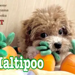 【 マルプー 】今年もやってきた猛暑の夏！マルプーちゃんと快適な暮らしを伝授！