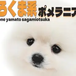 【 ポメラニアン 】しろくまポメ？たぬきポメ？可愛くてスター性抜群の白ポメ！