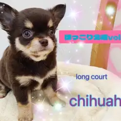 【 ほっこり北通vol.181 】懐っこいムチコロチョコタンチワワちゃんが入店！