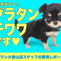 【 チワワ 】王道＆レベチ！国宝級の可愛さを持つチワワちゃん！