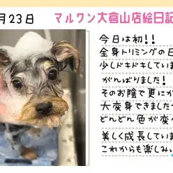 【 ヨーキー 】初の全身カット!!美しいシルバーカラーが輝いてる!