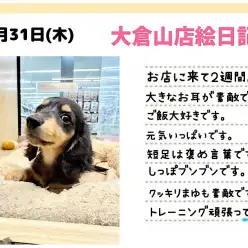 【 ミニチュアダックスフント 】仲間入りして2週間!小柄なレディは尻尾ブンブン!