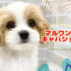 【 MIX 】マルワンのミックス犬といえばキャバション！入店初日から注目の的！