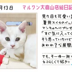 【 マンチカン 】見た目も可愛いスイカのサマーベットをプレゼント!