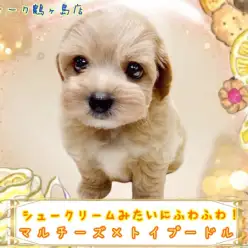 【 MIX 】シュークリームみたいにふんわりなマルプー