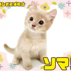 【 ソマリ 】パパがZCCトリプルチャンピオンの男の子が埼玉浦和に登場