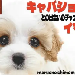 【 MIX 】キャバリアとビションの魅力を受け継ぐ大きな瞳が印象的なキャバション