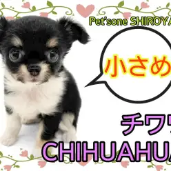 【 チワワ 】小さめでも元気は無限大！可愛さ全開のちーちゃん