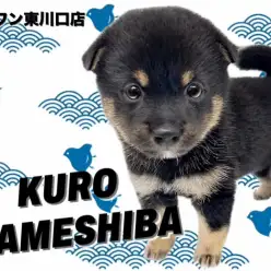 【 豆柴 】魅惑のムチコロボディ!日本犬の代表格希少な黒豆柴ちゃんが癒しをお届け