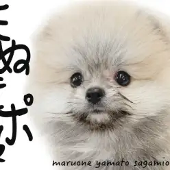 【 ポメラニアン 】クリームセーブルの愛されフェイスのたぬきポメが大和市にキタ!