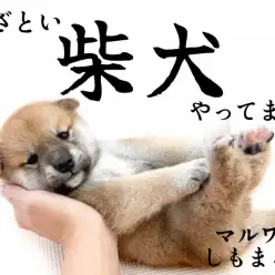 【 柴犬 】風格とあざとさのバランスが魅力。日本犬代表！赤柴の男の子が大田区に！
