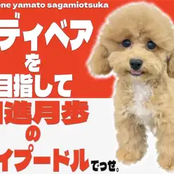 【 トイプードル 】生後4か月！ナチュラルテイルのトイプーの2ndブログ！