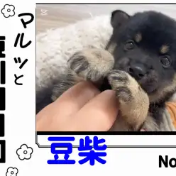 【 マルっと東川口日和No.50 】  待望の黒豆柴!希少な可愛さをご覧あれ!