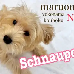 【 シュナプー 】シュナテイスト強めの女の子成長記録3rdとお散歩について