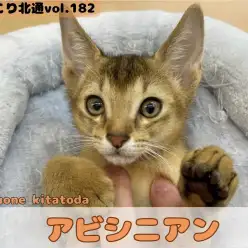 【 ほっこり北通vol.182 】大きなアーモンドアイが魅力のアビシニアンちゃん