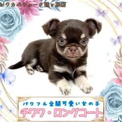 【 チワワ 】大人気チョコタンカラーの女の子が仲間入り！