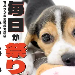 【 ビーグル 】マニフェストは全力で楽しむこと！毎日が祭りの生活をお届けします！