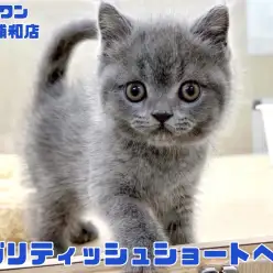 【 ブリティッシュショートヘア 】超丸顔にブルーの被毛を纏った童顔な男の子