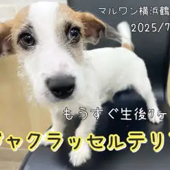 【 ジャックラッセルテリア 】もうすぐ生後7ヶ月！只今お散歩習得中！