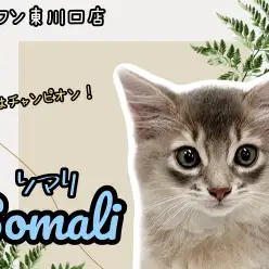 【 ソマリ 】美しいお顔に美しい被毛！美を極めた激レアキャットが登場！