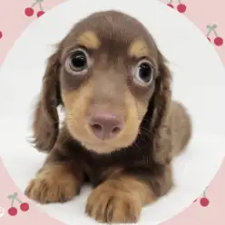 【 ミニチュアダックス 】ふんわり優しい！大人気チョコタンカラーの男の子！