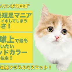 【 ミヌエット 】オンリーにゃん感満載!夫婦で楽しもう短足美女生活!