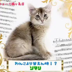 【 ソマリ 】まるでワンちゃんのような性格で人気のソマリ