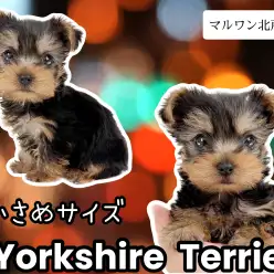 【 ヨークシャーテリア 】初心者にピッタリ！社交性抜群な小さめヨーキー登場！
