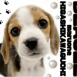 【 ビーグル 】むっちり癒し系女子！レアドックの人気の秘密に迫ります！