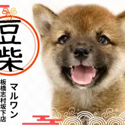 【 豆柴 】可愛いだけじゃない！安心ポイントも詰まった豆柴の女の子が板橋区に！