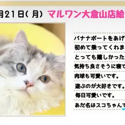 【 スコティッシュフォールド 】バナナに初乗り！キャリコカラーは黄色がお似合い！