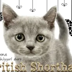 【 ブリティッシュショートヘア 】内側から輝くブリティッシュブルーのプリンセス！