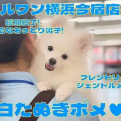 【 ポメラニアン 】ポメスマイルは最高の癒し！爆毛小さめの温厚男子！