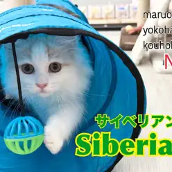 【 サイベリアン 】トレーニング成長記録第3弾!横浜港北NT店から最新レポート